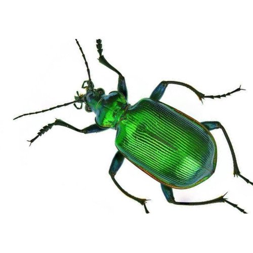  Carabidae