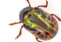 Chrysomelidae