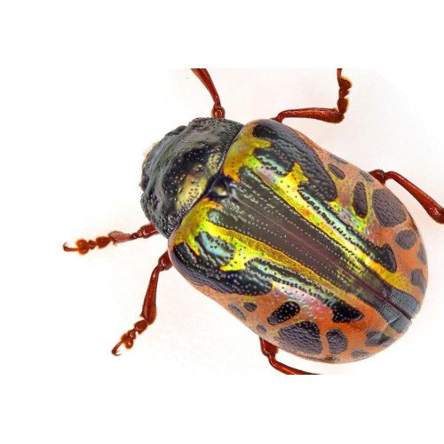 Chrysomelidae