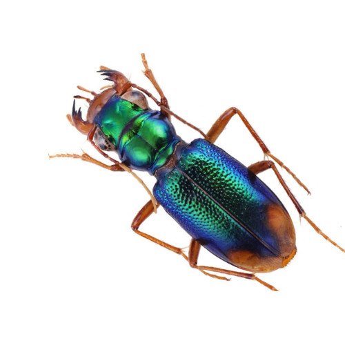 Cicindelidae