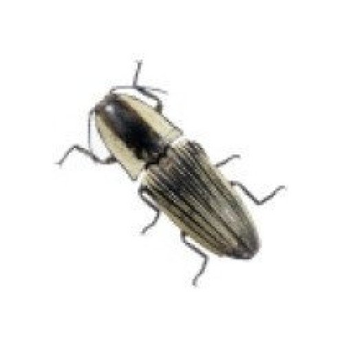 Elateridae