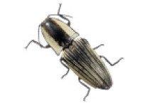 Elateridae