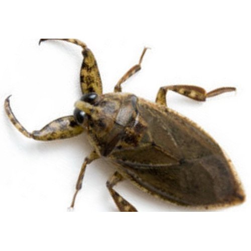 Heteroptera