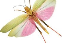 Orthoptera
