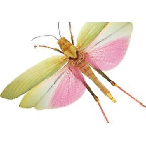 Orthoptera