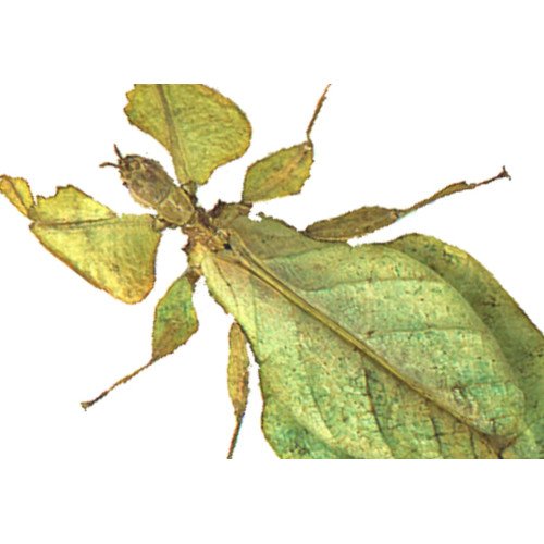 Phylliidae