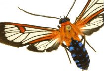 Arctiinae
