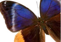 Brassolidae