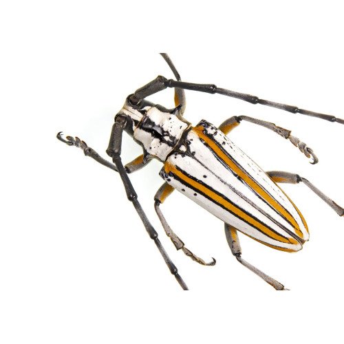 Cerambycidae