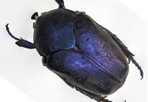 Cetoniidae
