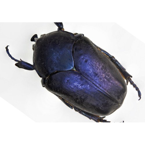 Cetoniidae