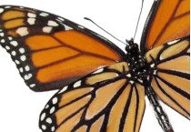 Danaidae