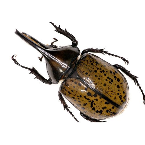 Dynastinae