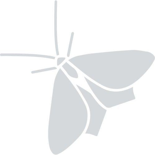 Moths