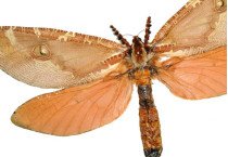 Other Moths