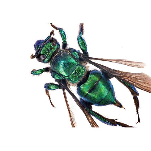 Hymenoptera