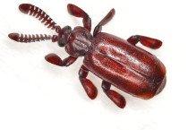 Paussinae