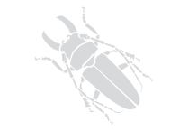 Beetles