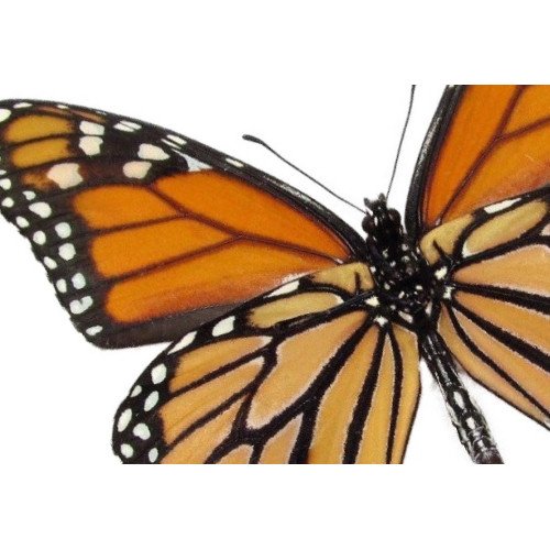 Danaidae