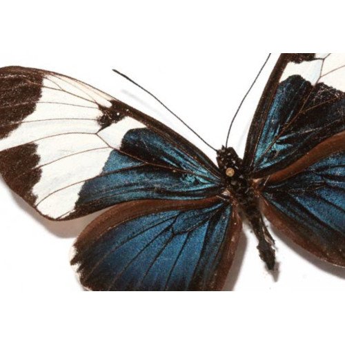 Heliconidae