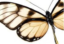 Ithomidae