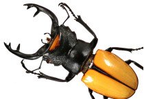 Lucanidae