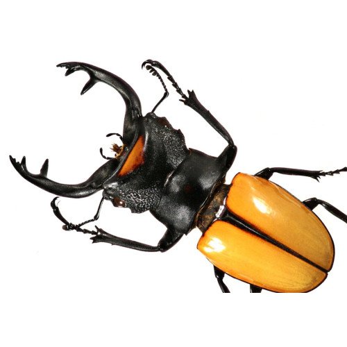 Lucanidae