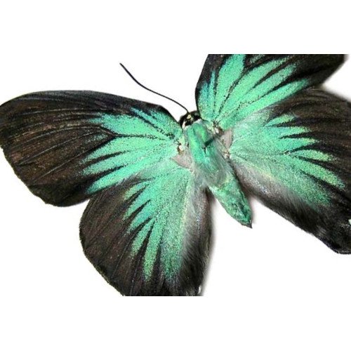 Lycaenidae