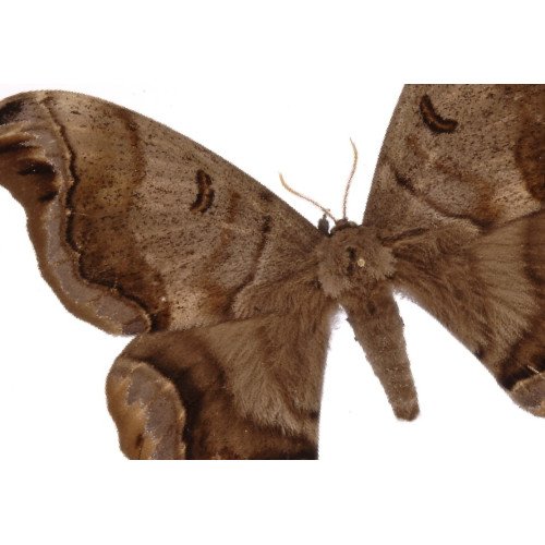 Noctuidae