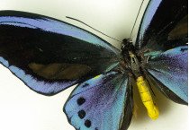 Ornithoptera