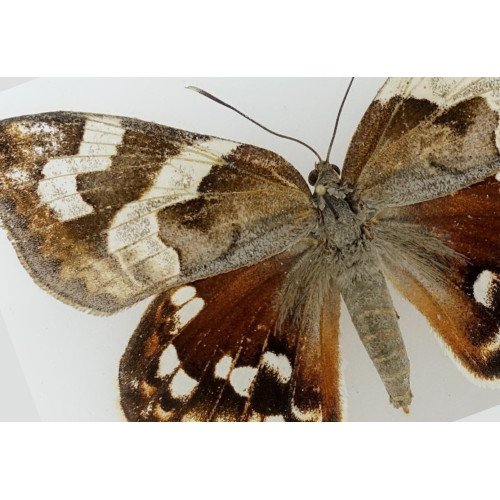 Castnidae