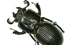 Passalidae