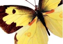 Pieridae