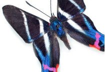 Riodinidae