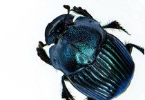 Rutelinae