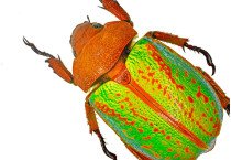 Scarabaeidae