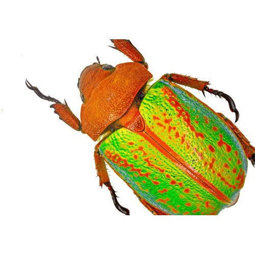 Scarabaeidae
