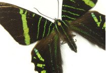Uranidae
