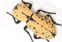 Zopheridae