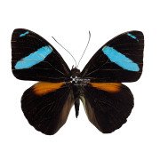 The common olive wing