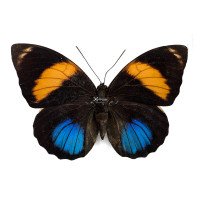 AGRIAS AMYDON OAXACATA 