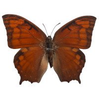 ANAEA AIDEA