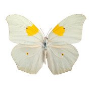 white angled-sulphur butterfly