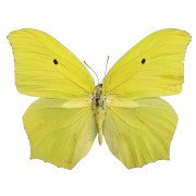 Yellow angled-sulphur butterfly