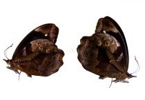 DRUCINA ZACARIASI (NEW SPECIES)
