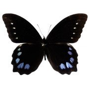 The high mountain butterfly