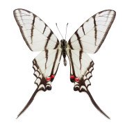 The Mexican kite swallowtail
