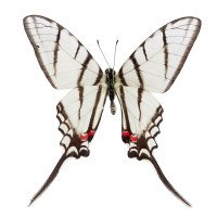 EURYTIDES EPIDAUS FENOCHIONIS