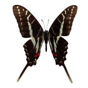 The Dark Zebra Swallowtail