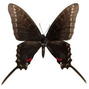 The Melanic Dark Zebra Swallowtail
